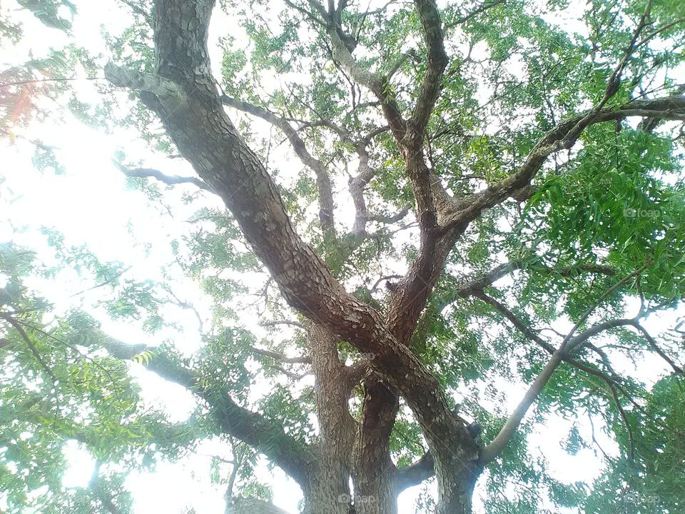tree