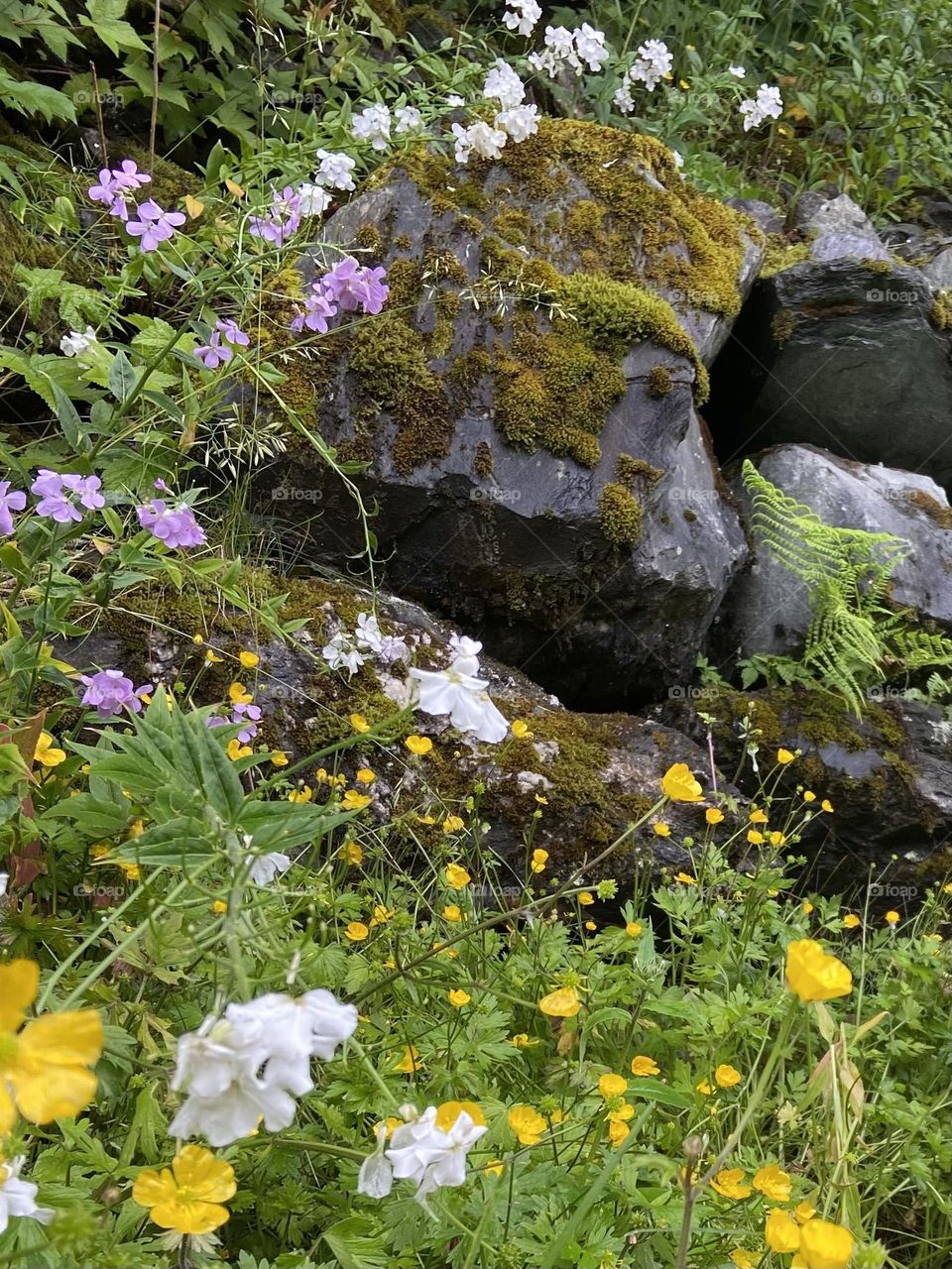 A plethora of springtime flowers near a moss covered boulder in the Alaskan wilderness.