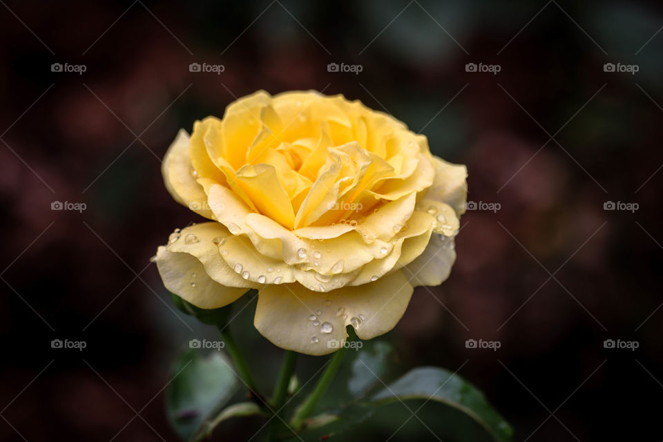 Yellow rose