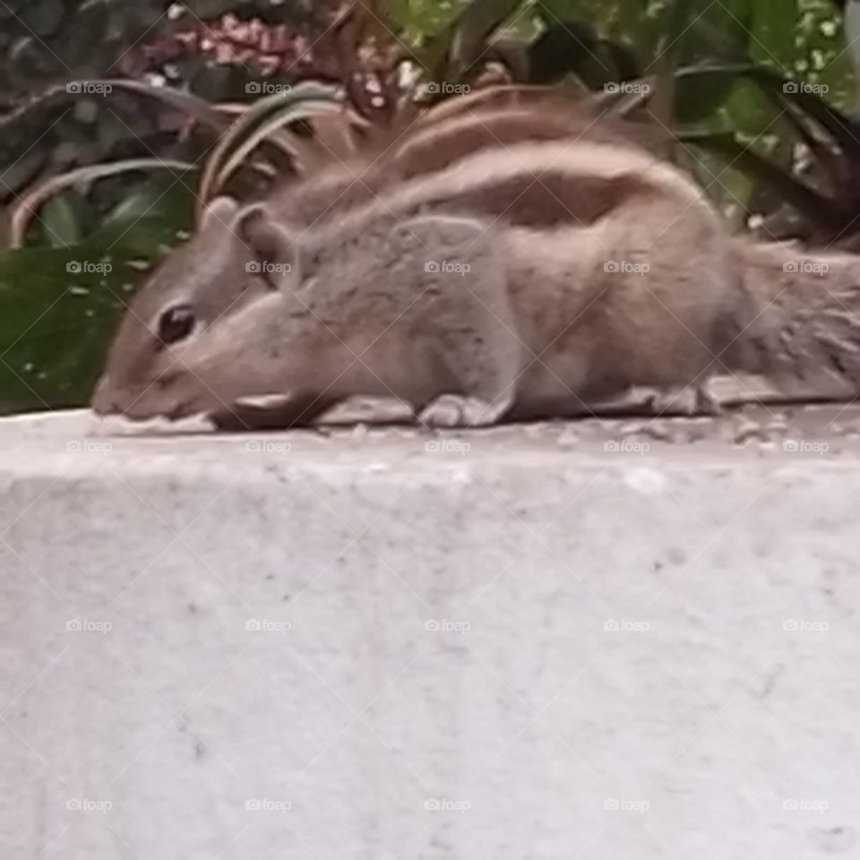 squirrel