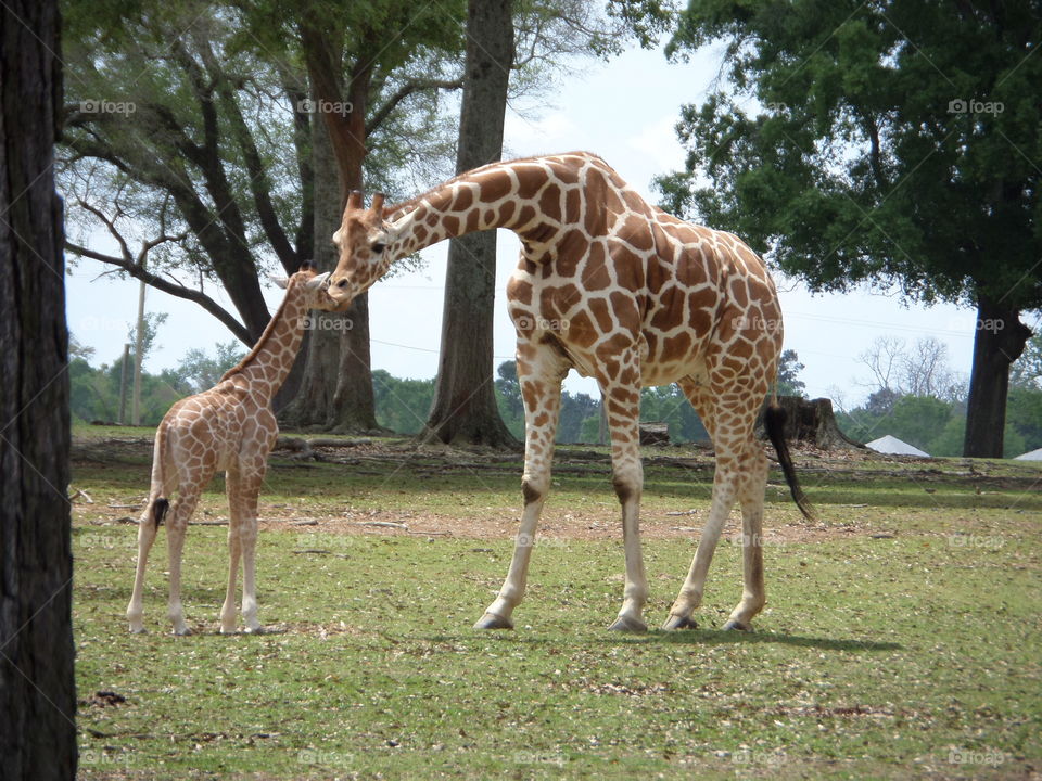 motherly love