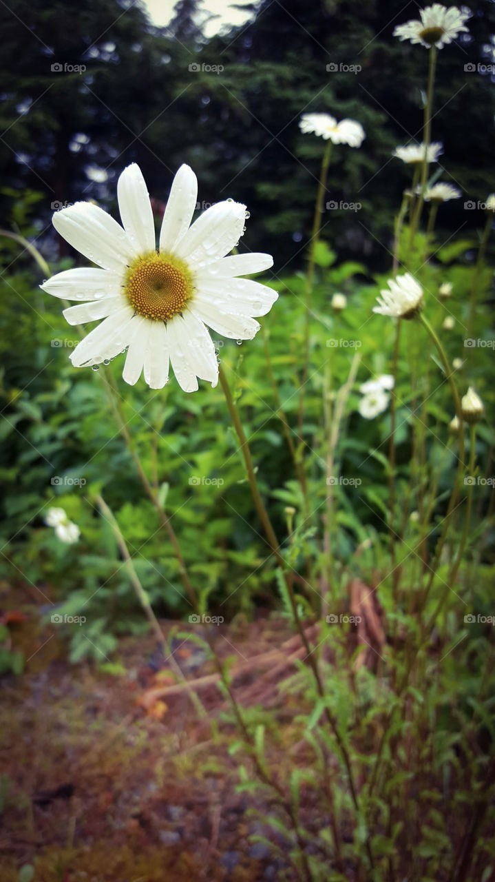 Daisy Dew II