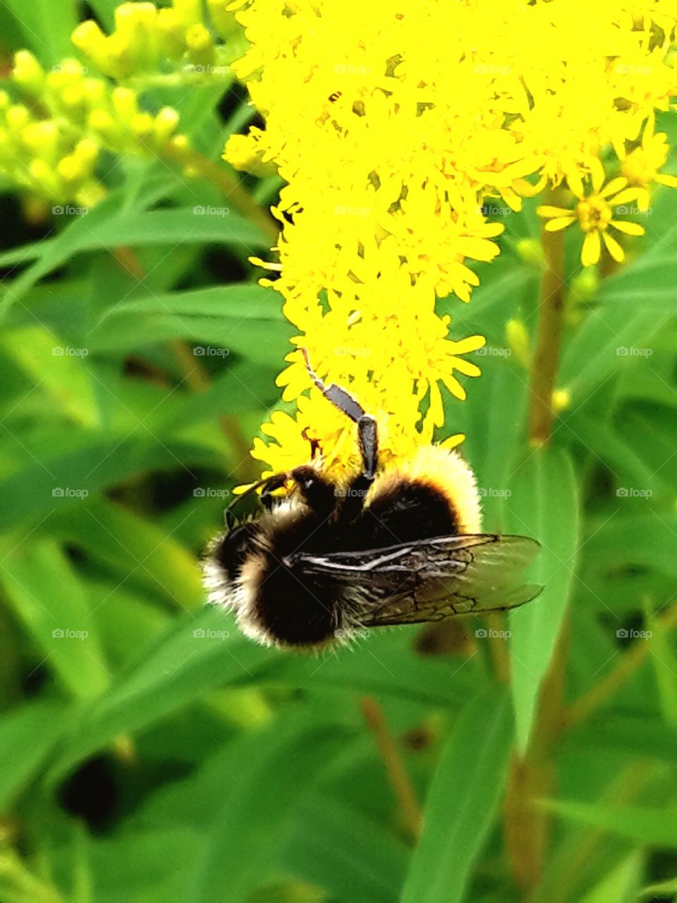 Bee