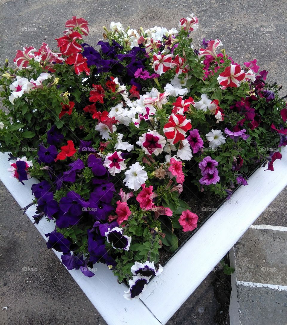 colorful flowers growing in the flowerbeds summer time street art top view