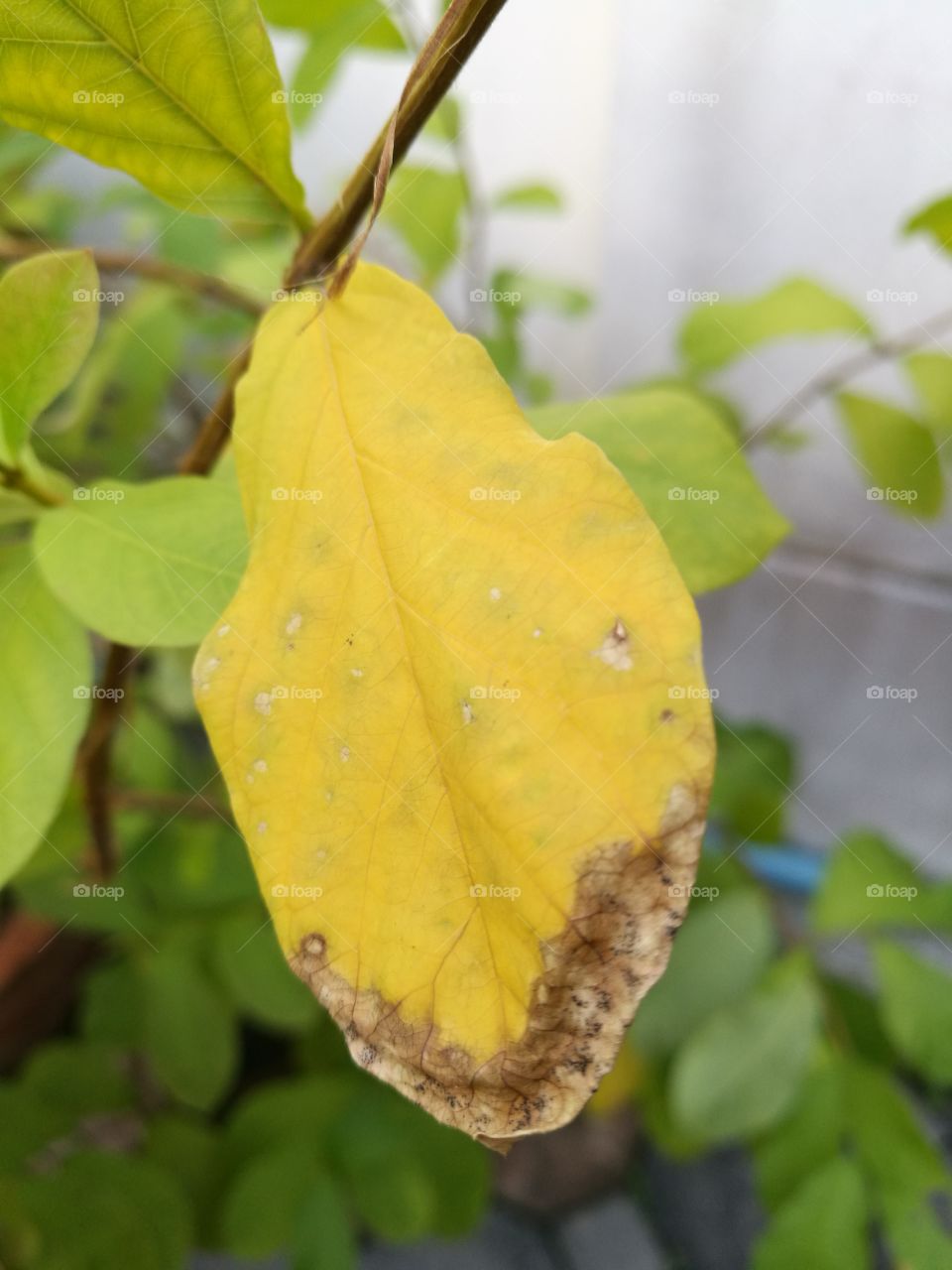 Closeup of decaying  leaf on tree with yellow color.