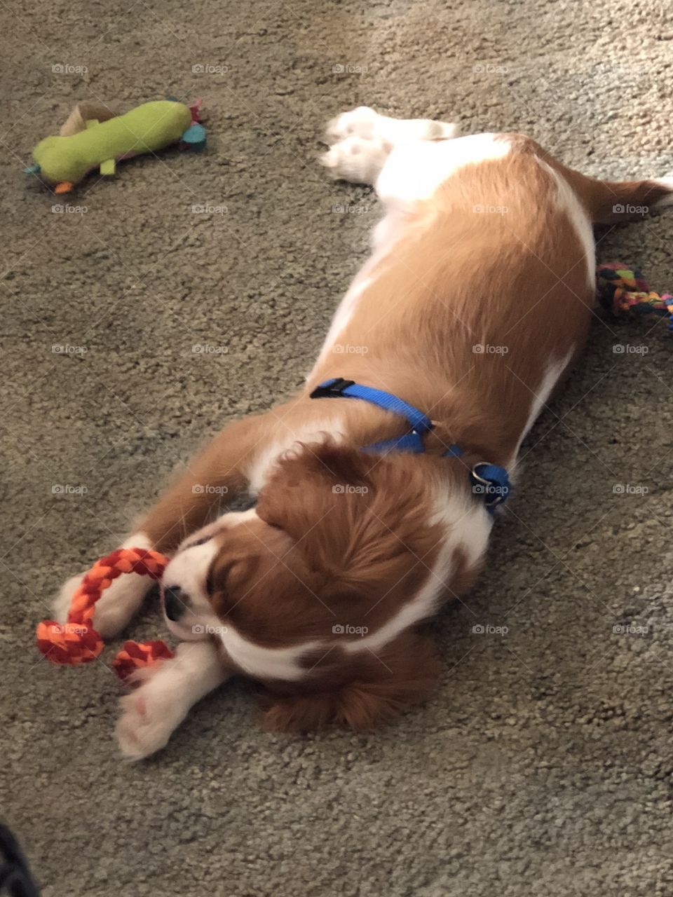 Lucy falling asleep with her toy