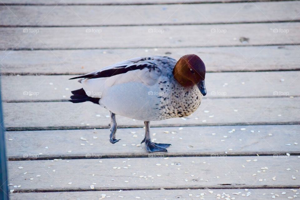 Disabled duck in Australia 