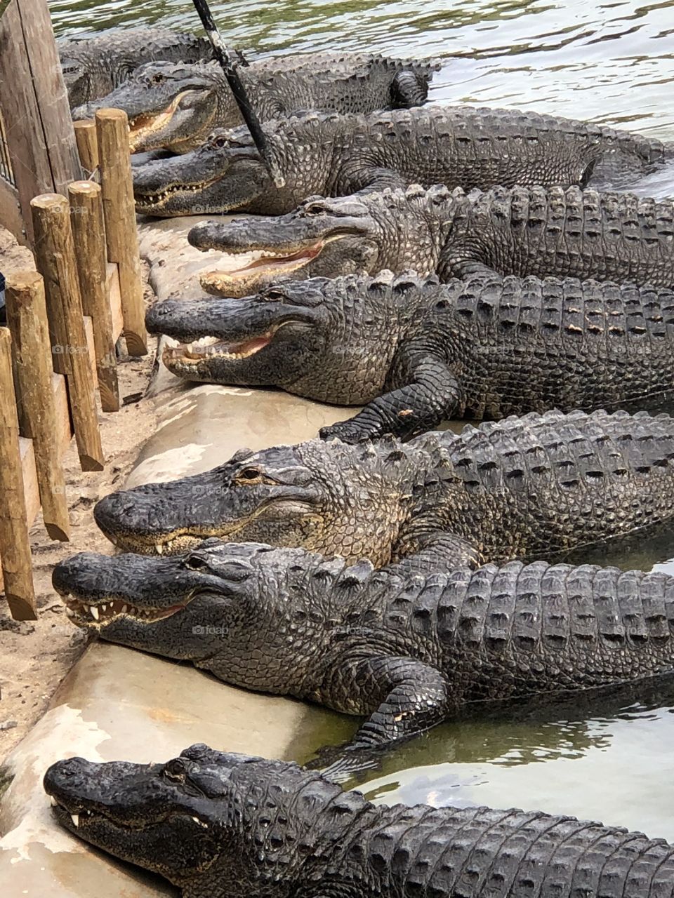 Several alligators together in the water