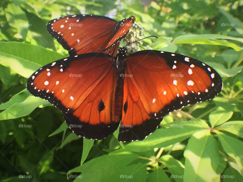 Widespread Butterflies