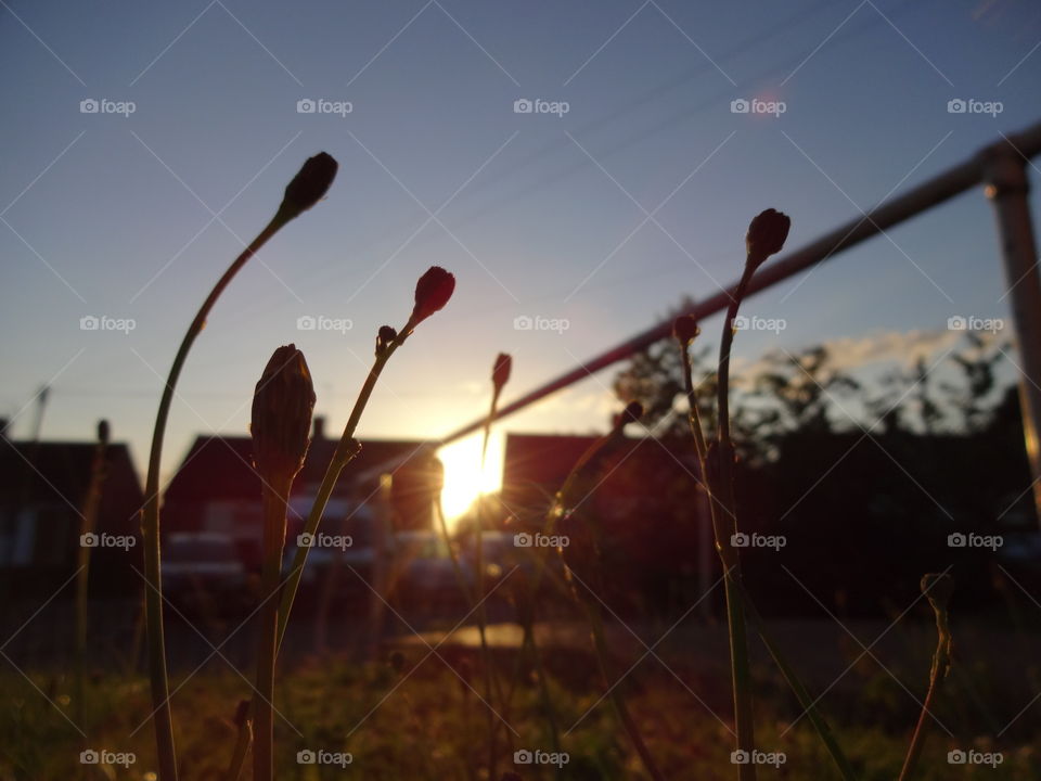 Illuminating sunlight penetrating through the grass