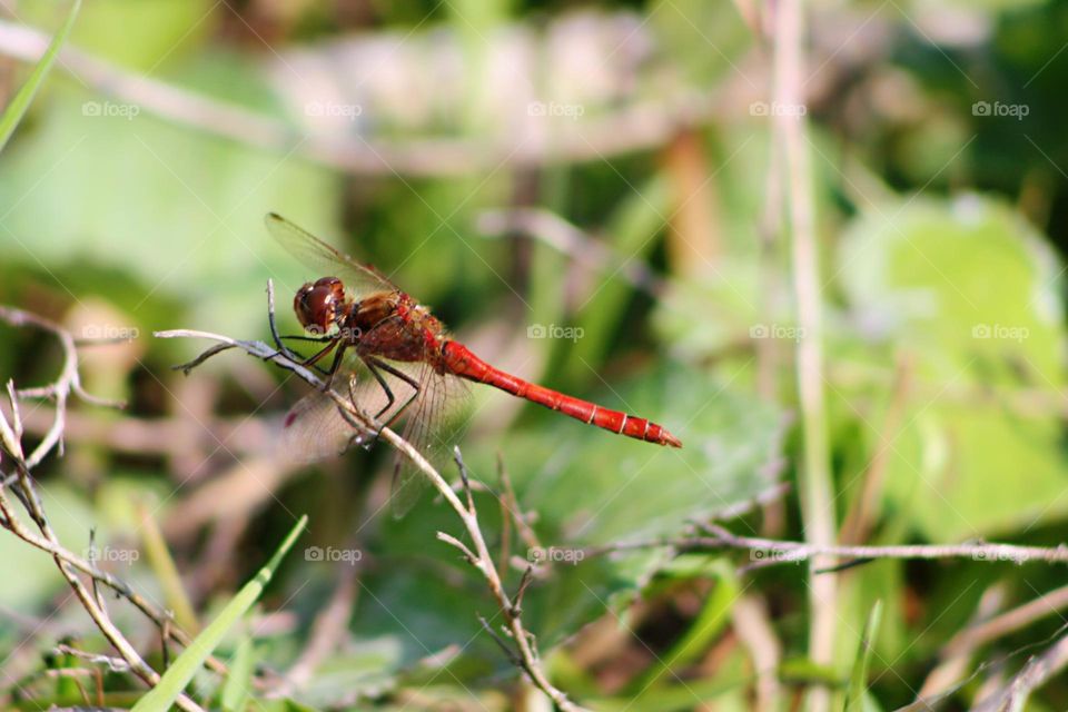 Red dragonfly