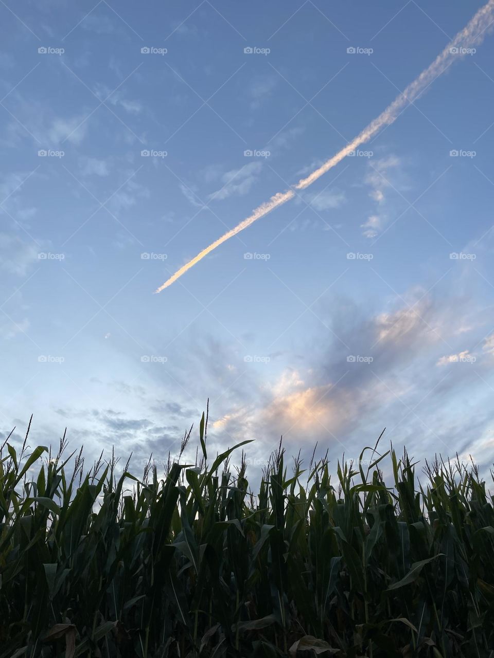 Over the corn field