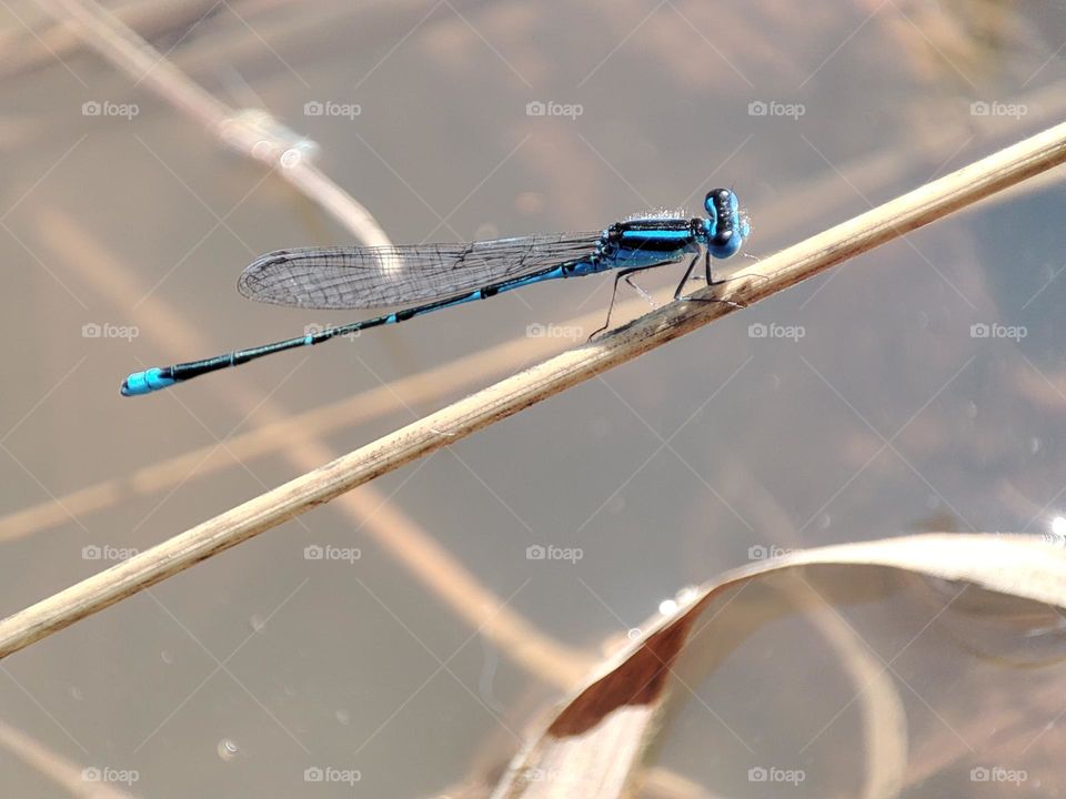 Blue Dragonfly on the river
