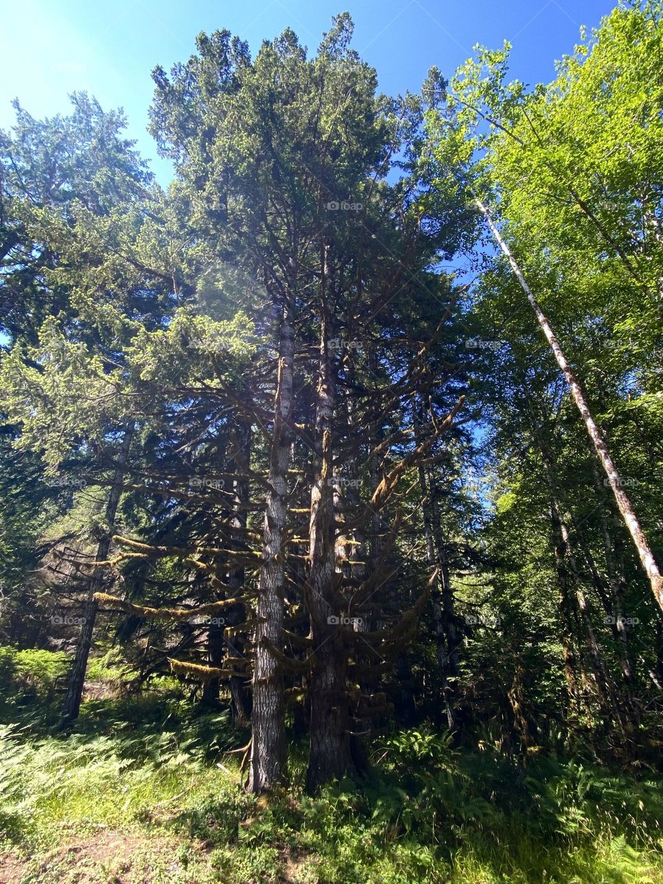 Tall trees covered in moss with sun rays