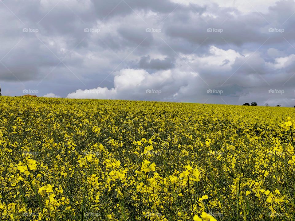 Frühling Raps