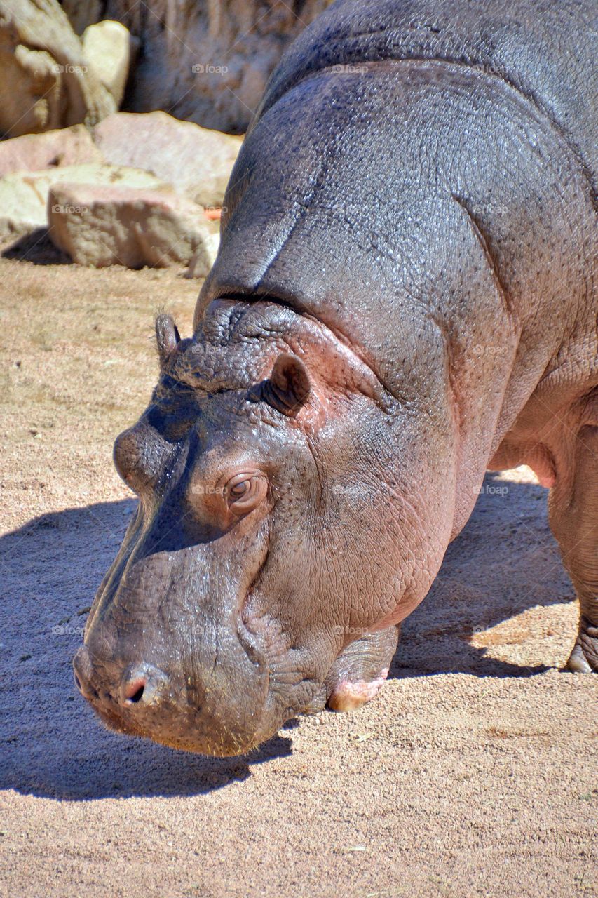 Close-up of hippopotamus