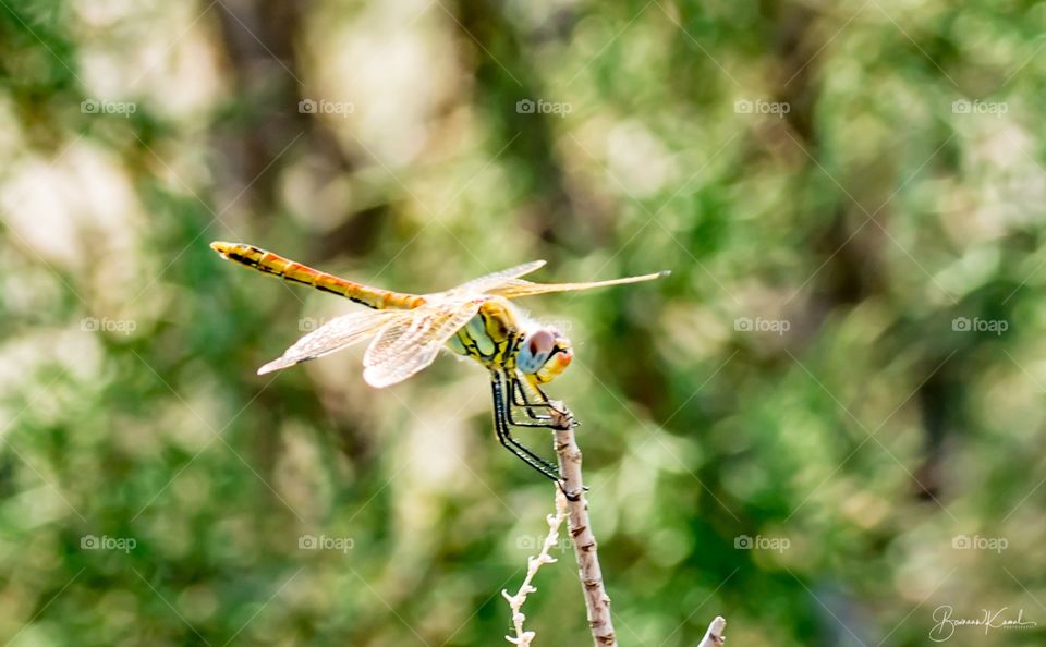 Anax imperator (Emperor dragon fly)_Kuwait