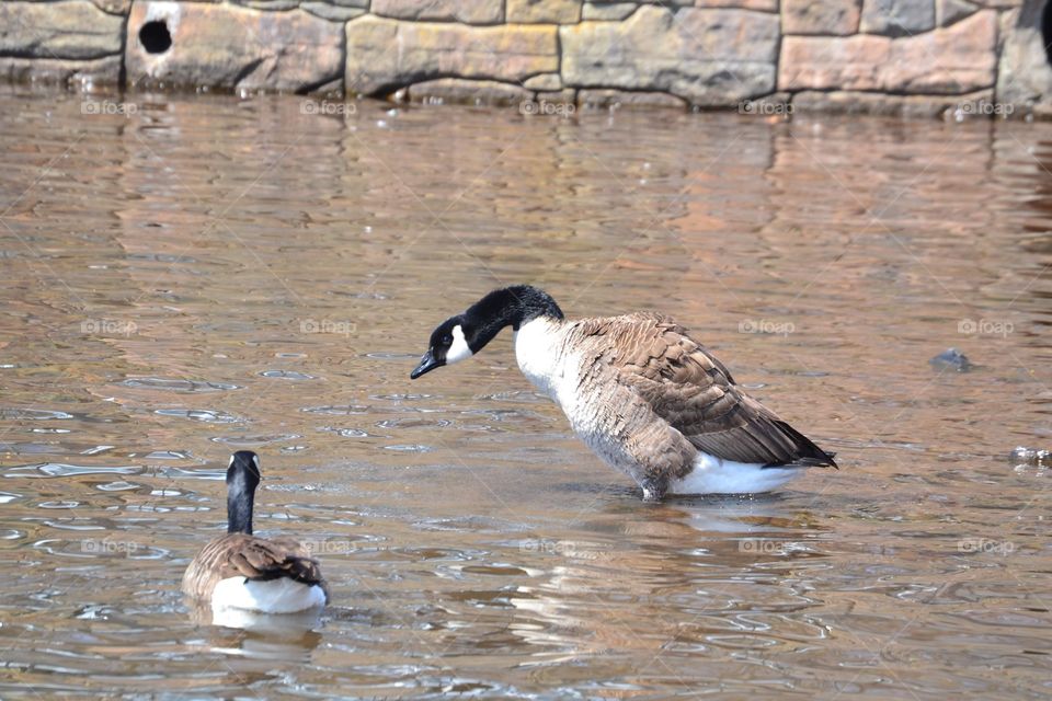 He’s getting upset and frustrated that other geese are trying to take over her spot