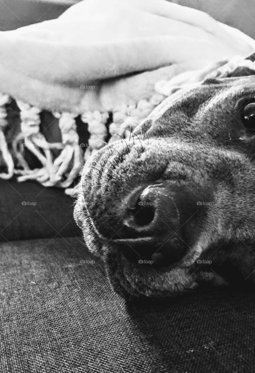 Large Gray pitbull dog with dark nose and  brown eyes staring while laying under a fleece blanket with tassels.  black and white