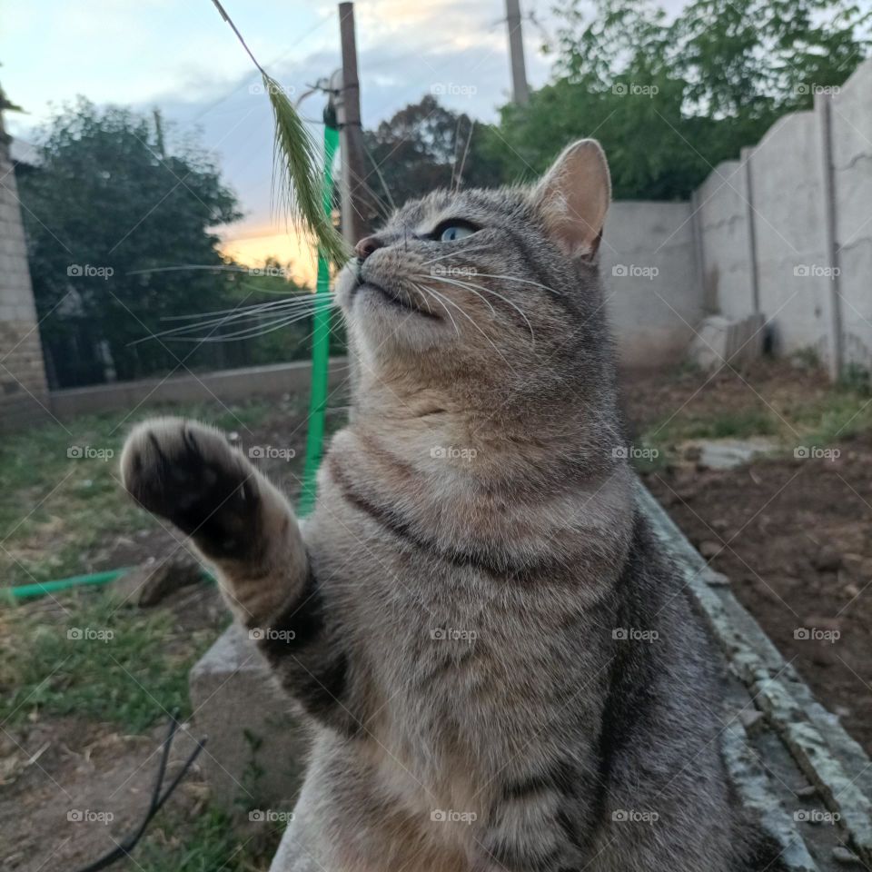 cat ، kitty ، kitty play 2022 ، وصول القط إلى spikelet ، وصول القط للعبة ، الكفوف اللطيفة ، أوكرانيا الرقيقة

cat ، kitty ، kitty play 2022 , wusul alqati 'iilaa spikelet , wusul alqati liluebat , alkufuf allatifat , 'uwkrania alraqiqa