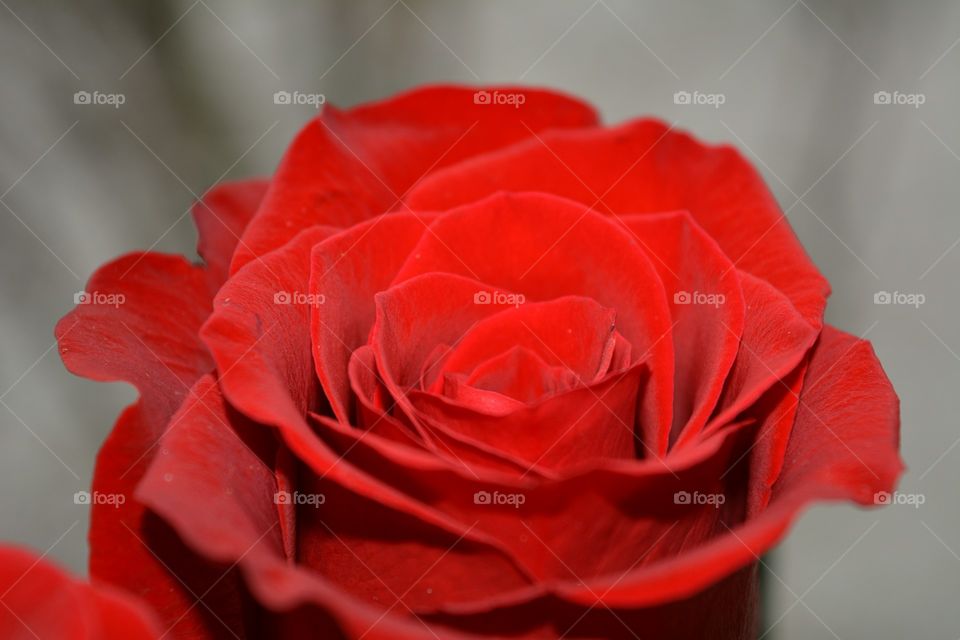 Beautiful red rose