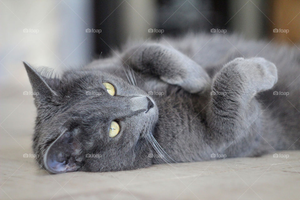 lazy Russian blue cat