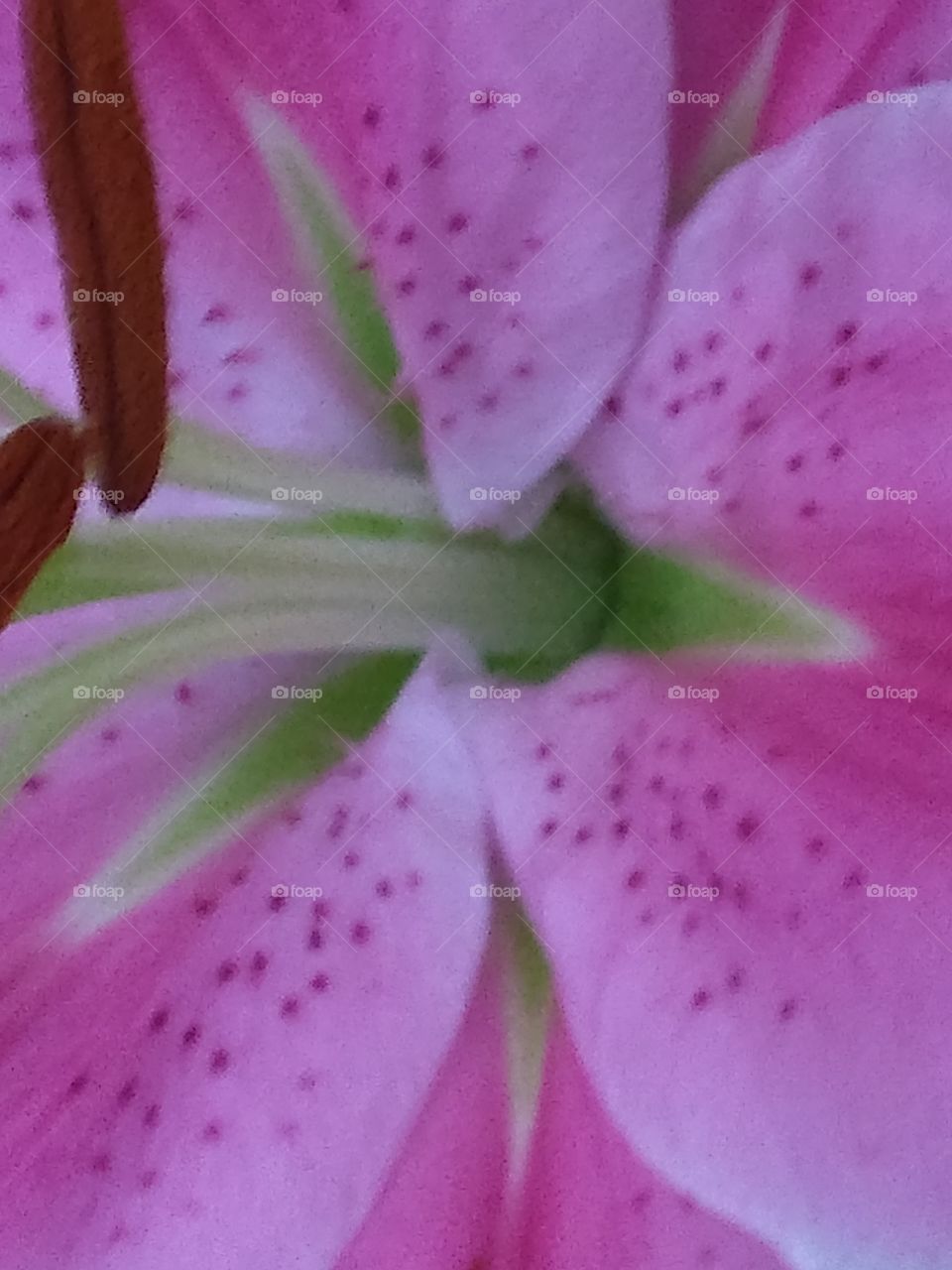 Lili flores de la naturaleza
