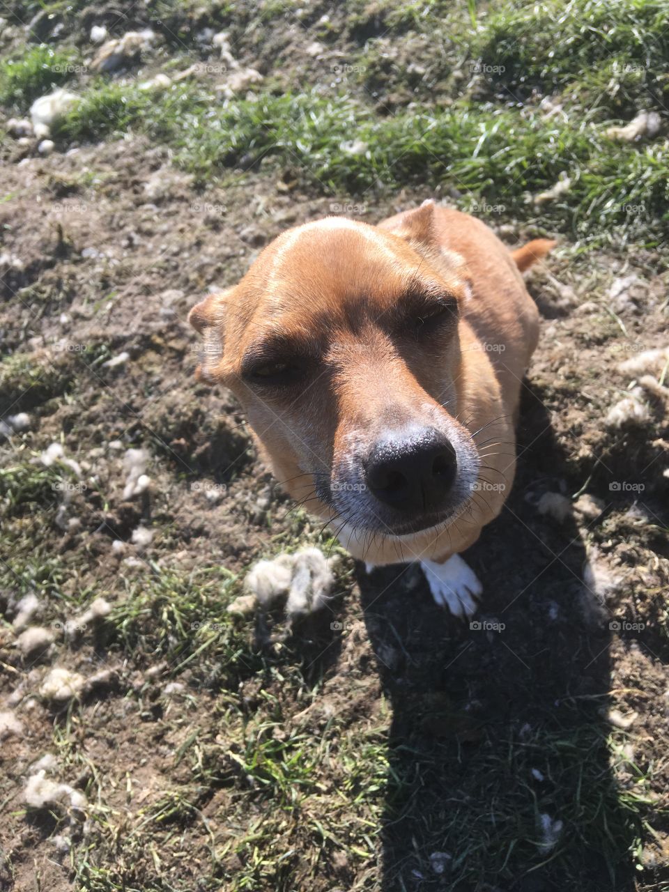 Deer head chihuahua, golden brown. Shot taken from above. Amusing little face with his ears flat. Earth background.