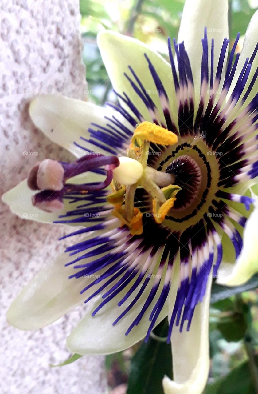 close-up  of passion flower (passiflore coerulea)