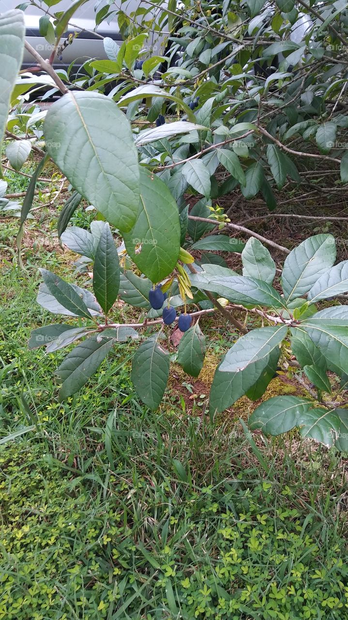 Leaf, Nature, Tree, Flora, Agriculture