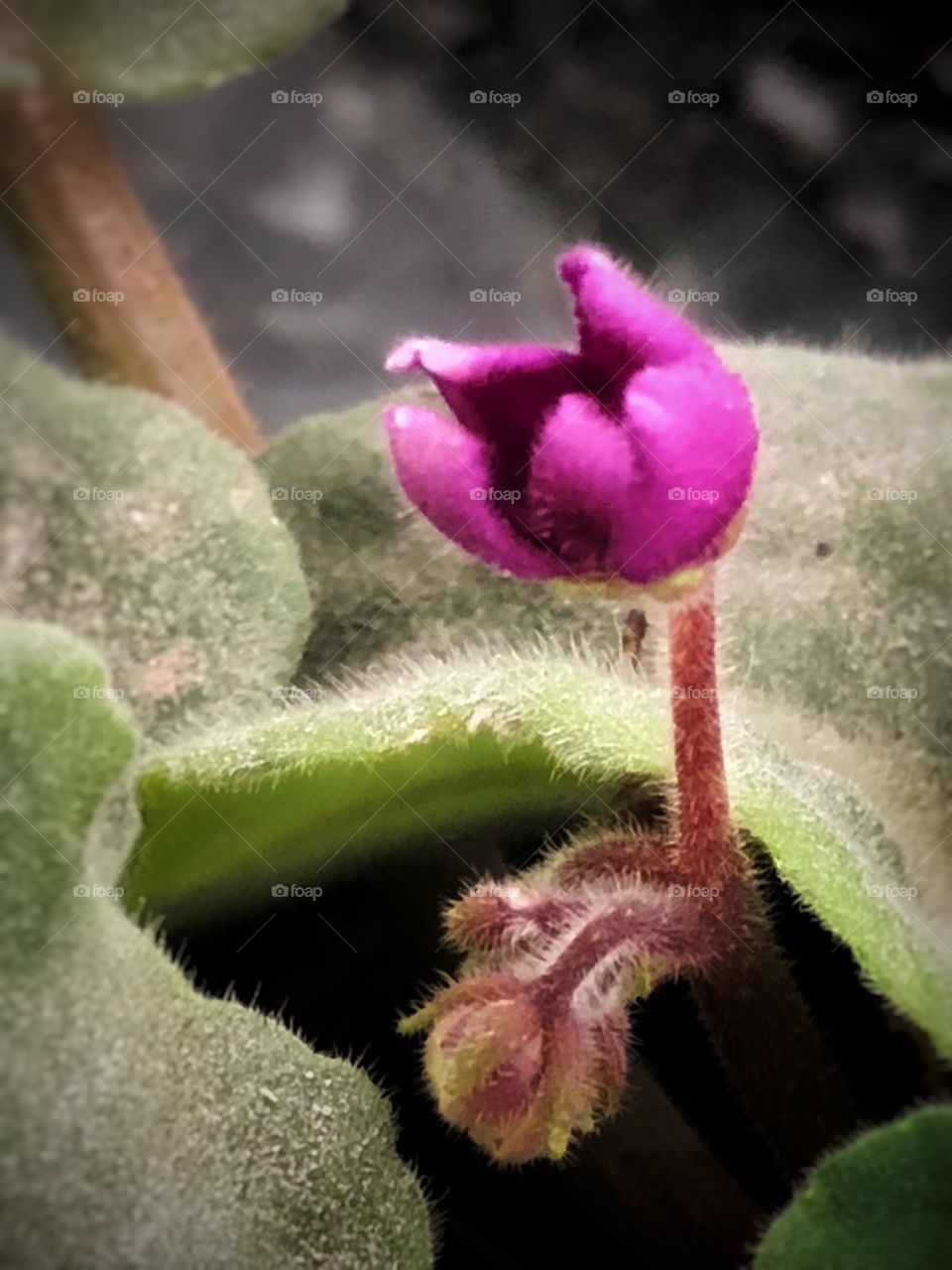 Violet budding in my garden. It may be Autumn here, but these strong and beautiful Violets do not let us down: always blooming and filling our house of bright and color.