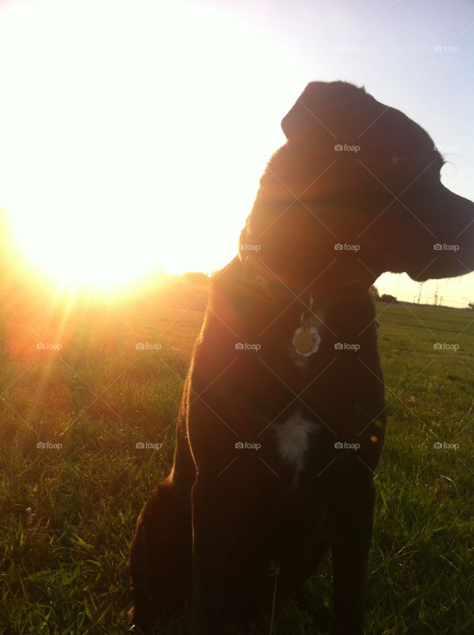 Sunset Dog. Black Labrador silhouetted by the sunset
