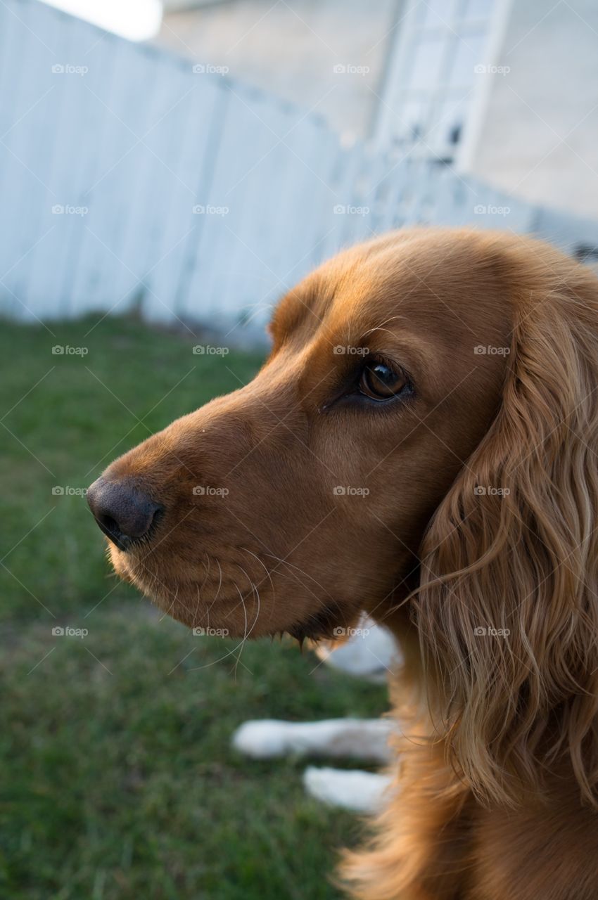 Close-up of a dog