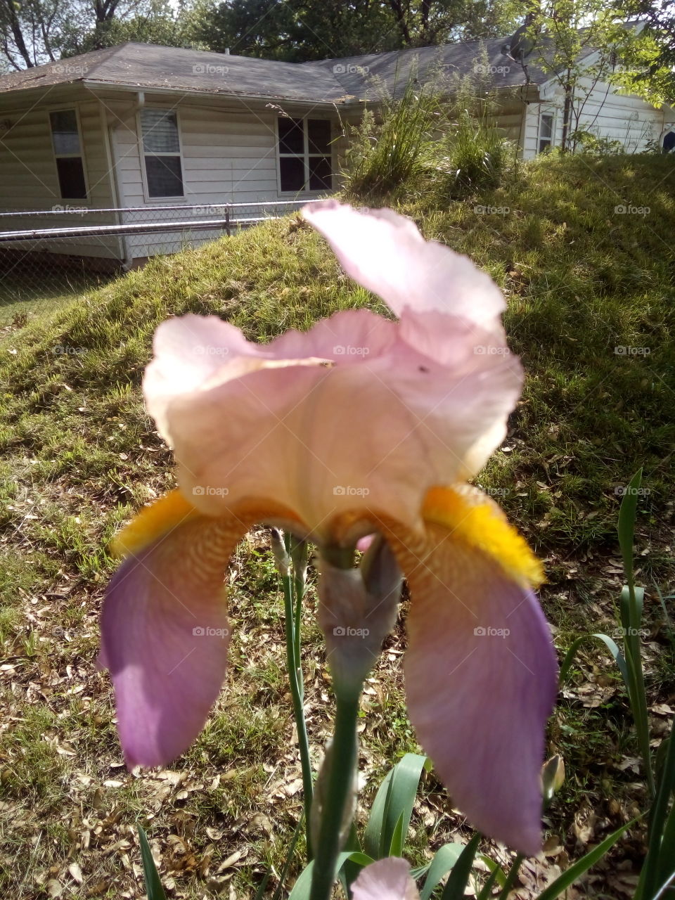 more and more colors keep blooming. nothing better to brighten your day. spring is in the air!