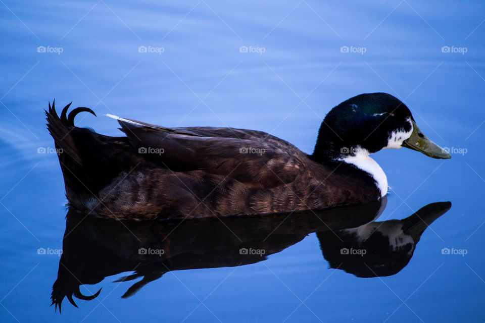 Pond duck