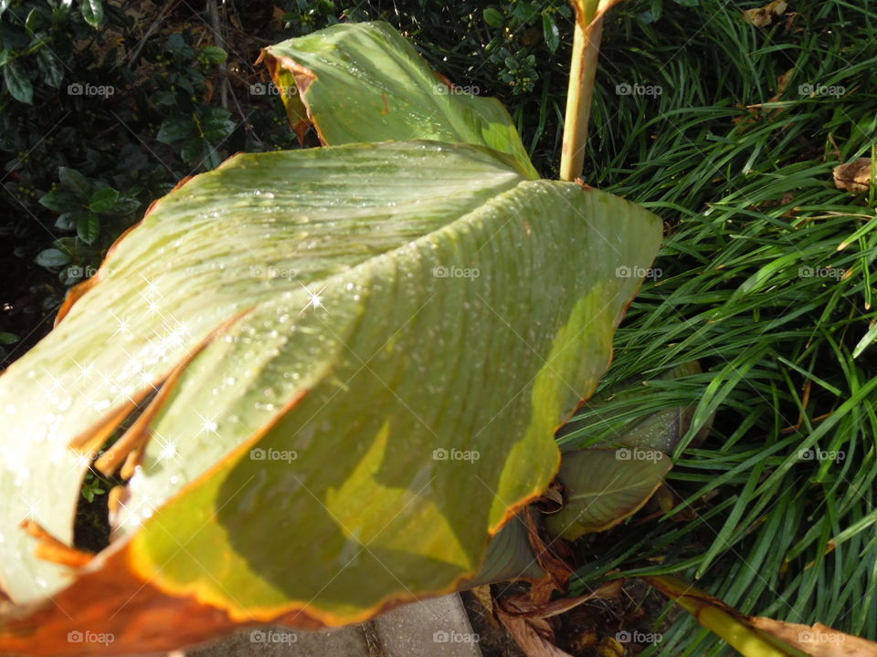 freshness 4. This is a picture of a plant after a rainstorm. 👣 🚶 🏃 🔥 💨