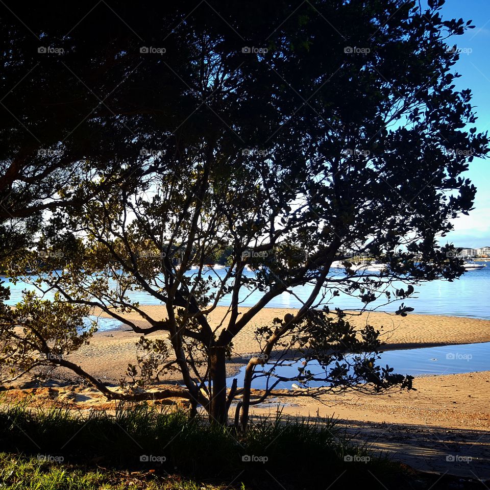Silhouette tree by the river
