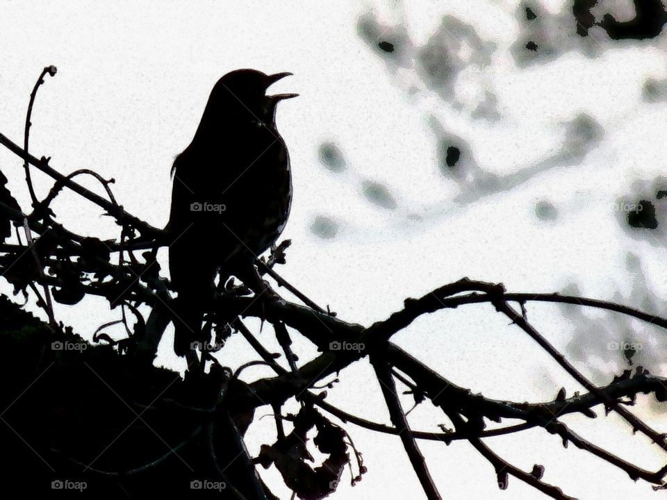 Dawn Chorus. Bird singing at daybreak