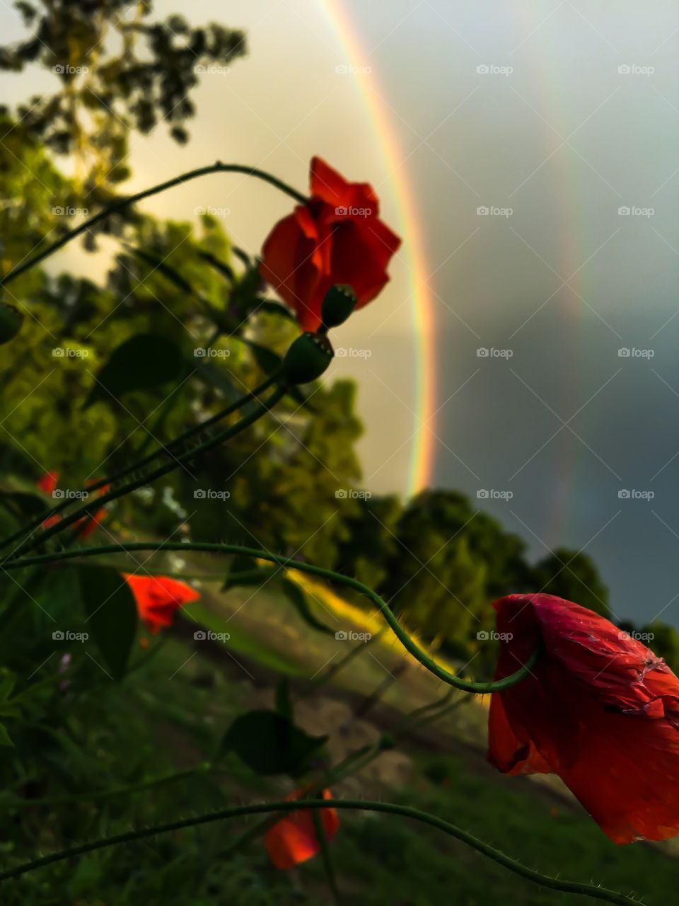 Double Flower Double Ranbow. Taken in southern Sweden by Emil Gedenryd on the 29th of July 2015 