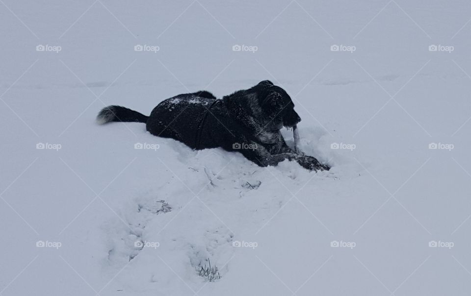 Dog in the snow chewing a stick