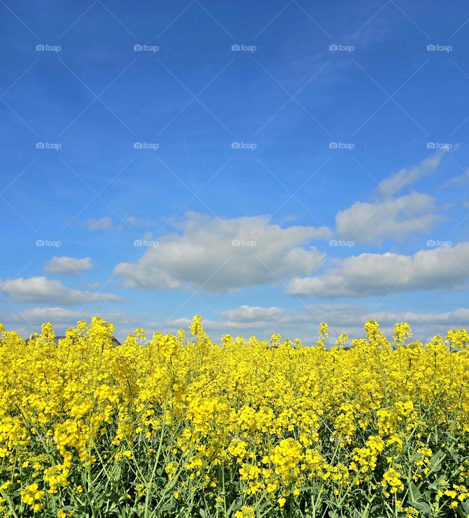 champ de colza dans l'Eure