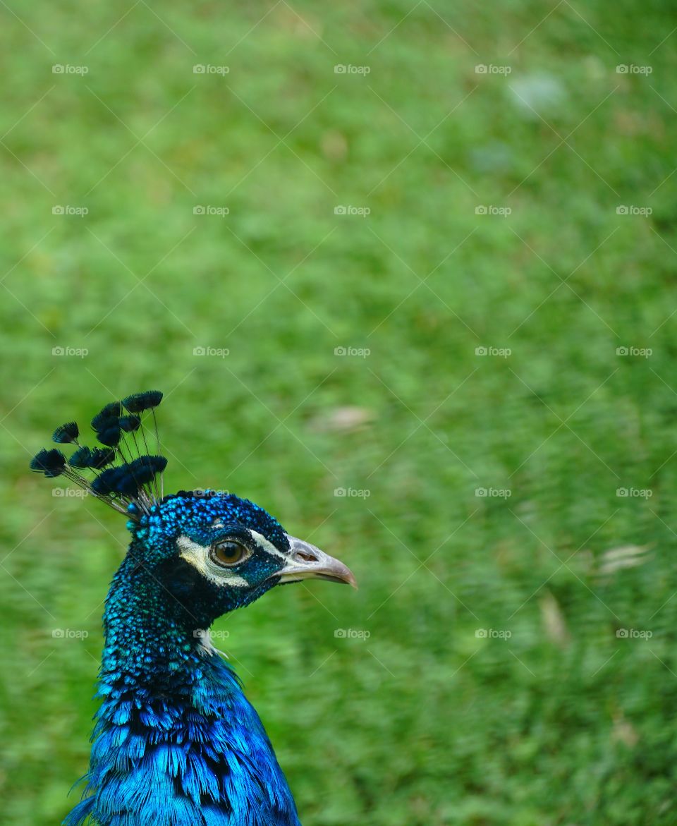 Peacock in IOR Park in Bucharest
