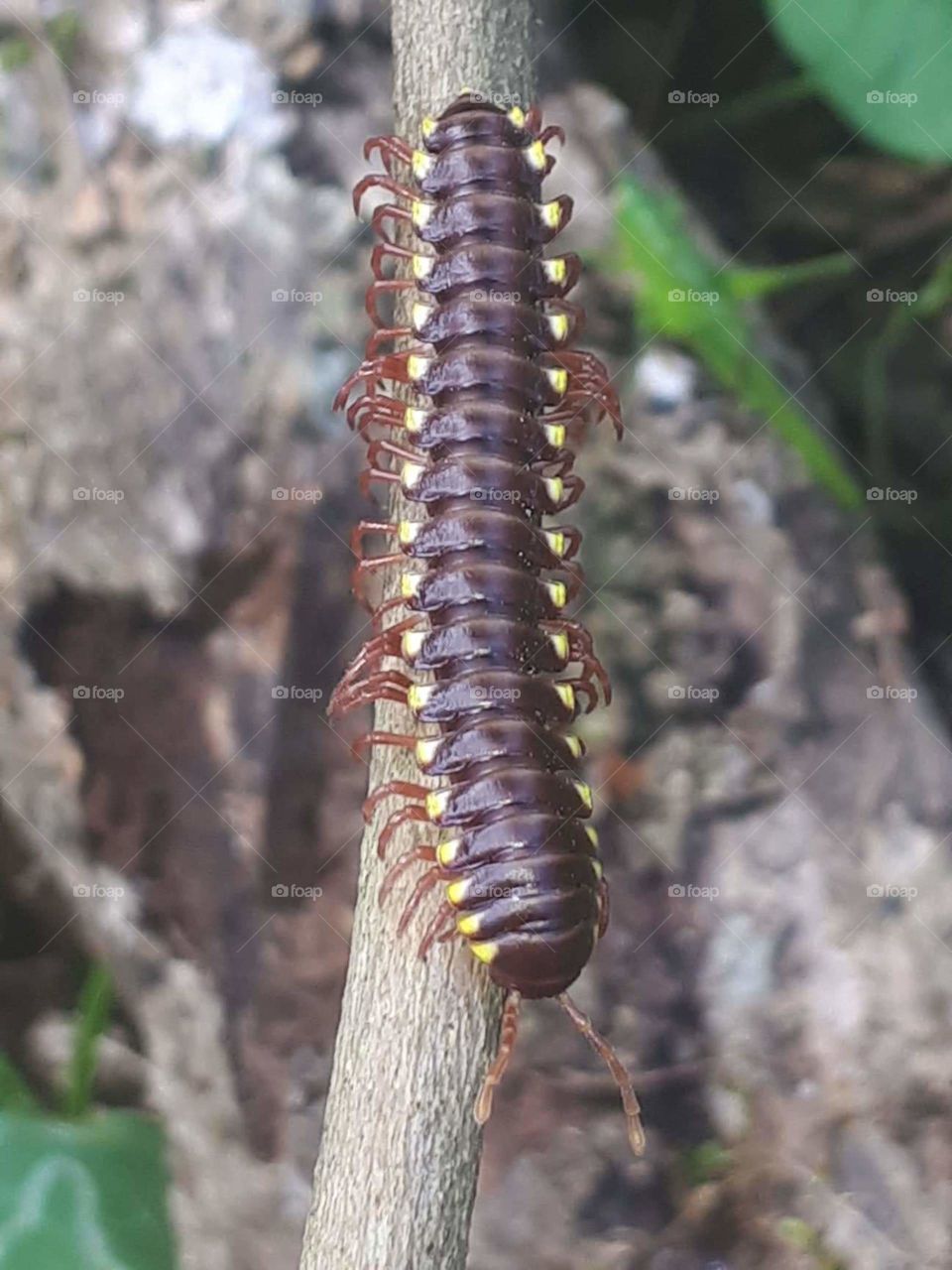 centipede