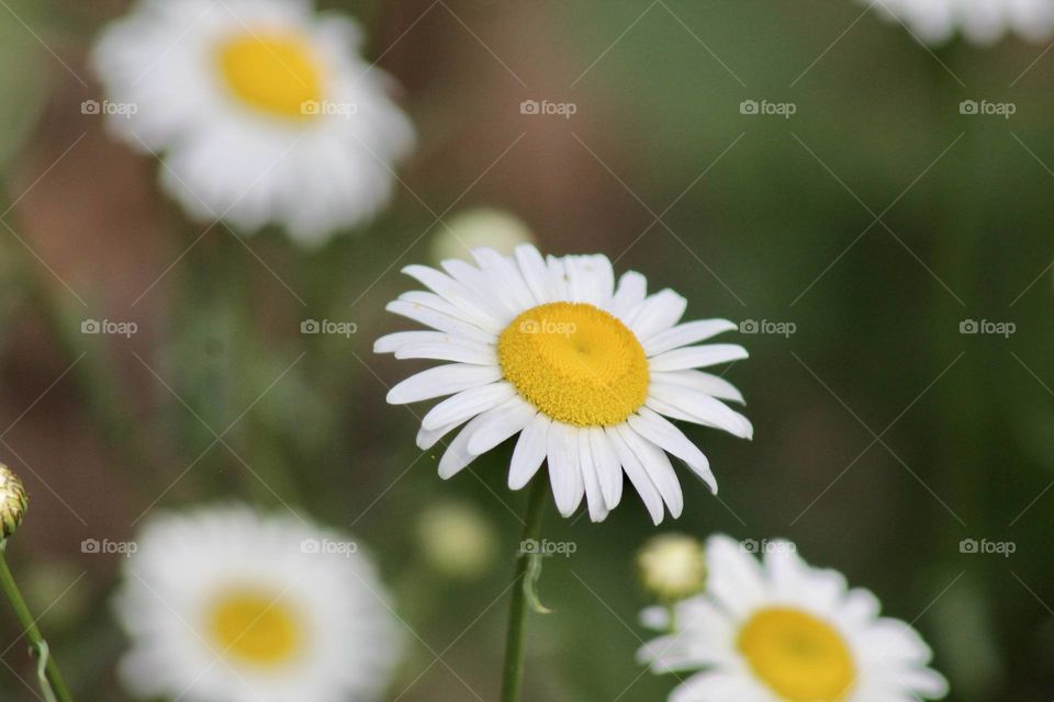 Single flower with blurred background of other flowers