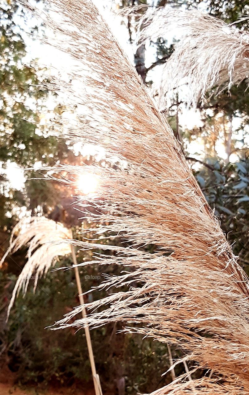 goodmorning mr. sunshine you brighten up my day🎶 pampas grass in the morning