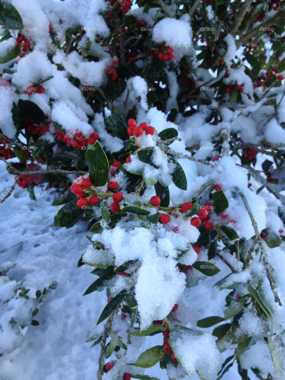 north carolina snow green red by indescribable