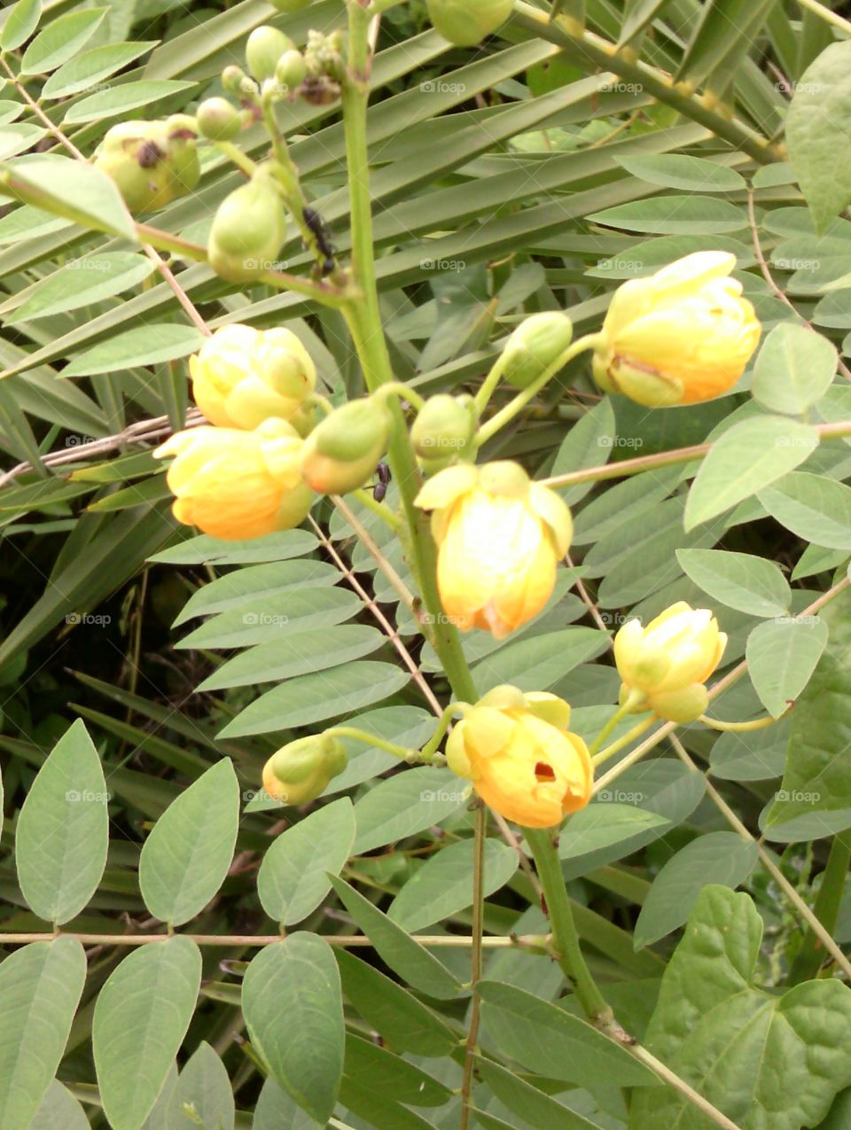 Flower of India