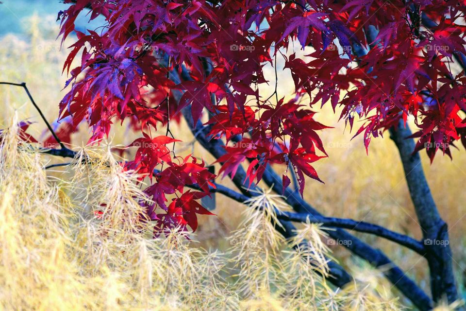 Close-up of autumn leaf on tree