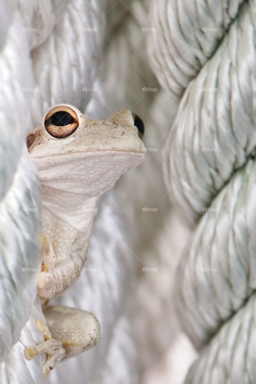 Tree frog on rope