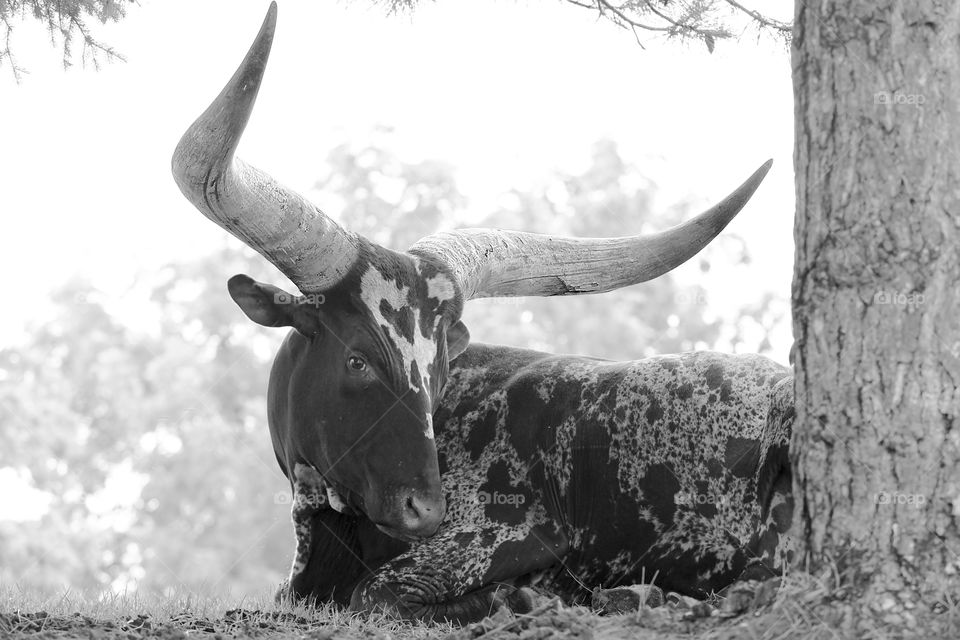 Black and White Beauty